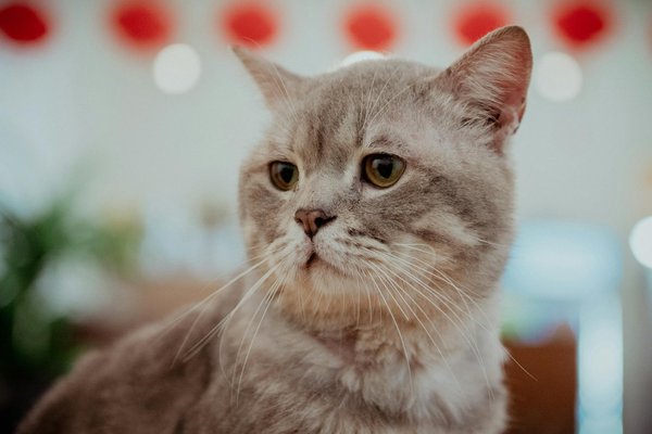 ¿Puede el trabajo remoto mejorar la satisfacción de los empleados?